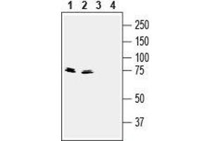 Western blot analysis of mouse (lanes 1 and 3) and rat (lanes 2 and 4) brain lysates: - 1,2. (Synapsin III Antikörper  (C-Term, Extracellular))