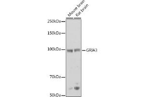 Western blot analysis of extracts of various cell lines, using GRI antibody (ABIN6127964, ABIN6141386, ABIN6141387 and ABIN6218189) at 1:500 dilution. (Glutamate Receptor 3 Antikörper  (AA 200-490))