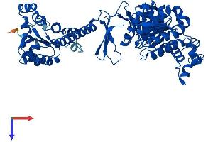 ATIC Protein (AA 1-592) (His tag)