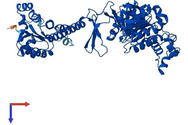 ATIC Protein (AA 1-592) (His tag)