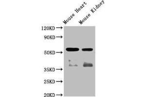 Western Blot Positive WB detected in: Mouse heart tissue,Mouse kidney tissue All lanes: ompF antibody at 1:2000 Secondary Goat polyclonal to rabbit IgG at 1/50000 dilution Predicted band size: 57 kDa Observed band size: 57 kDa (Angiopoietin 4 Antikörper  (AA 25-144))