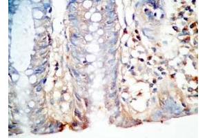 Human colon tissue was stained by Rabbit AntiPYY (3-19) (Human) Antibody (Peptide YY Antikörper  (AA 3-19))