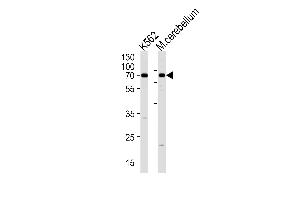 EAIP1 Antibody (N-term) (ABIN1881302 and ABIN2838451) western blot analysis in K562 cell line and mouse cerebellum tissue lysates (35 μg/lane). (EPM2AIP1 Antikörper  (N-Term))