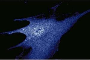 Immunofluorescence staining of WI-38 cells (Human lung fibroblasts, ATCC CCL-75). (HSP90 Antikörper  (AA 586-732))