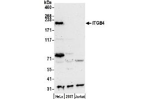 Western Blotting (WB) image for anti-Integrin beta 4 (ITGB4) (AA 1772-1822) antibody (ABIN7450375)