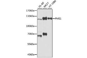 Western blot analysis of extracts of various cell lines, using PMS1 antibody (ABIN1874173) at 1:1000 dilution. (PMS1 Antikörper)
