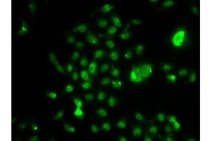 Immunofluorescence analysis of U2OS cells using NELFE antibody (ABIN5974213). (RDBP Antikörper)