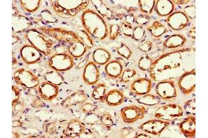 Immunohistochemistry of paraffin-embedded human kidney tissue using ABIN7143250 at dilution of 1:100 (APEH Antikörper  (AA 201-500))