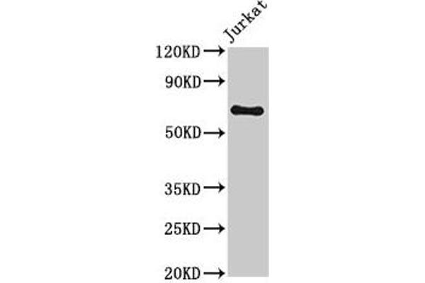 GNL1 Antikörper  (AA 251-500)