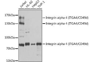 Western blot analysis of extracts of various cell lines, using Integrin alpha 4 (ITG/CD49d) antibody (ABIN3021105, ABIN3021106, ABIN3021107 and ABIN6213953) at 1:1000 dilution. (ITGA4 Antikörper  (C-Term))