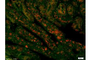 Formalin-fixed and paraffin embedded mouse intestine labeled with Rabbit Anti Acetyl-Histone H4(K16) Polyclonal Antibody, Unconjugated (ABIN1387532) at 1:200, overnight at 4°C, The secondary antibody was Goat Anti-Rabbit IgG, Cy3 conjugated used at 1:200 dilution for 40 minutes at 37°C. (Histone H4 Antikörper  (acLys17))