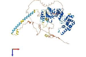 YME1L1 Protein (AA 1-773) (His tag)