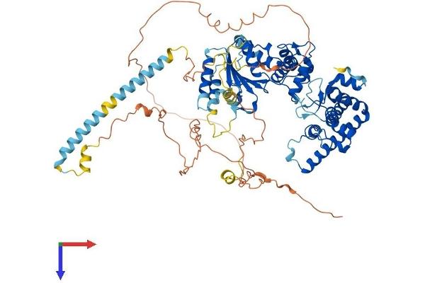 YME1L1 Protein (AA 1-773) (His tag)