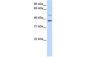 Western Blotting (WB) image for anti-POU Class 6 Homeobox 1 (POU6F1) antibody (ABIN2459125) (POU6F1 Antikörper)