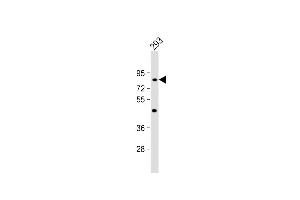 Anti-C21orf29 Antibody (Center) at 1:1000 dilution + 293 whole cell lysate Lysates/proteins at 20 μg per lane. (TSPEAR Antikörper  (AA 293-320))