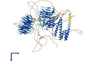 WDHD1 Protein (AA 1-1129) (His tag)