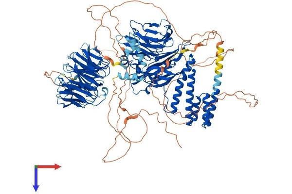 WDHD1 Protein (AA 1-1129) (His tag)