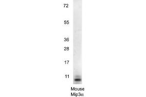 Western blot using  anti-Mouse MIP3a antibody shows detection of a band ~11 kDa in size corresponding to recombinant mouse MIP3a. (CCL20 Antikörper)