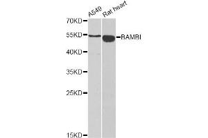 Western blot analysis of extracts of various cell lines, using BAMBI antibody (ABIN2561326) at 1:1000 dilution. (BAMBI Antikörper)