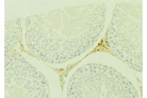 ABIN6277581 at 1/100 staining Mouse testis tissue by IHC-P. (WNT7A Antikörper  (Internal Region))