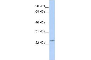 WB Suggested Anti-RBPMS2 Antibody Titration:  0. (RBPMS2 Antikörper  (Middle Region))