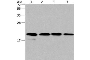 Western Blot analysis of PC3 and 293T cell, Human liver cancer tissue and hela cell using Cyclophilin F Polyclonal Antibody at dilution of 1:500 (PPIF Antikörper)