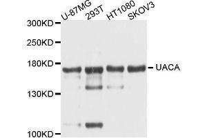 Western blot analysis of extracts of various cell lines, using UACA antibody (ABIN5996399) at 1/1000 dilution. (UACA Antikörper)