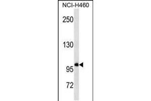 Western blot analysis in NCI-H460 cell line lysates (35ug/lane). (GTF3C3 Antikörper  (N-Term))