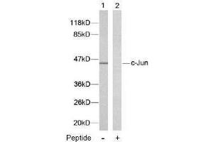 Image no. 2 for anti-Jun Proto-Oncogene (JUN) (Thr239) antibody (ABIN197134) (C-JUN Antikörper  (Thr239))