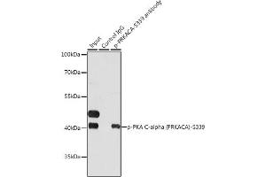Immunoprecipitation analysis of 200 μg extracts of HeLa cells, using 3 μg Phospho-PKA C-alpha (PRKACA)-S339 pAb .