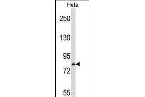 TRIM37 Antibody (C-term) (ABIN657211 and ABIN2846321) western blot analysis in Hela cell line lysates (35 μg/lane). (TRIM37 Antikörper  (C-Term))