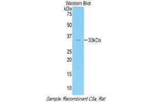 Western Blotting (WB) image for anti-Complement Component 5a (C5a) (AA 12-64) antibody (ABIN3208721) (C5A Antikörper  (AA 12-64))