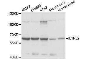 Western blot analysis of extracts of various cell lines, using IL1RL2 antibody. (IL1RL2 Antikörper  (AA 1-116))