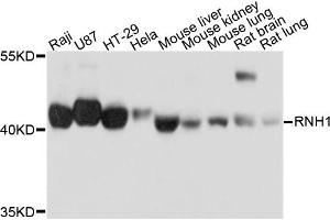 Western blot analysis of extracts of various cell lines, using RNH1 antibody. (RNH1 Antikörper)