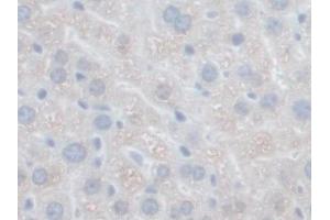 IHC-P analysis of Mouse Liver Tissue, with DAB staining. (GFER Antikörper  (AA 13-198))