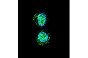 Confocal immunofluorescent analysis of HOXA10 Antibody (Center) (ABIN654234 and ABIN2844067) with HepG2 cell followed by Alexa Fluor 488-conjugated goat anti-rabbit lgG (green). (HOXA10 Antikörper  (AA 244-271))