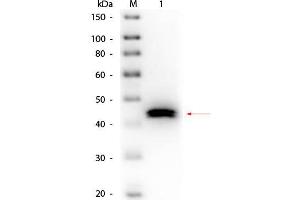Western Blot of Goat anti-Pepsin Antibody Biotin Conjugated. (Pepsin Antikörper  (Biotin))