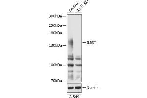 Western Blotting (WB) image for anti-Interleukin 6 Signal Transducer (Gp130, Oncostatin M Receptor) (IL6ST) (AA 678-857) antibody (ABIN7268004)