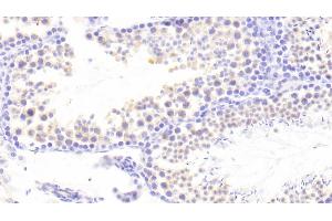 Detection of PCDH15 in Mouse Testis Tissue using Polyclonal Antibody to Protocadherin 15 (PCDH15) (PCDH15 Antikörper  (AA 45-270))
