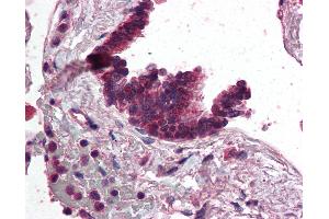 Anti-AP3D1 antibody IHC of human lung, respiratory epithelium. (AP3D1 Antikörper  (AA 686-698))