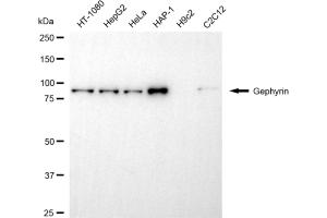 anti-Gephyrin (GPHN) antibody