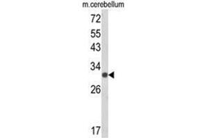 Western blot analysis of USF2 Antibody (Center) in mouse cerebellum tissue lysates (35ug/lane).