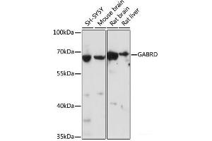 Western blot analysis of extracts of various cell lines using GABRD Polyclonal Antibody at dilution of 1:1000. (GABRD Antikörper)
