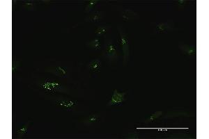 Immunofluorescence of purified MaxPab antibody to GCC1 on HeLa cell. (GCC1 Antikörper  (AA 1-775))