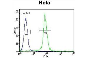 ADO Antibody (C-term) flow cytometric analysis of Hela cells (right histogram) compared to a negative control cell (left histogram). (ADO Antikörper  (C-Term))