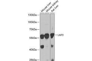 Western blot analysis of extracts of various cell lines, using L antibody (ABIN6131434, ABIN6143087, ABIN6143088 and ABIN6222907) at 1:1000 dilution. (LAP3 Antikörper  (AA 260-519))