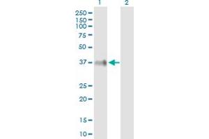 Western Blot analysis of ITM2B expression in transfected 293T cell line by ITM2B MaxPab polyclonal antibody.