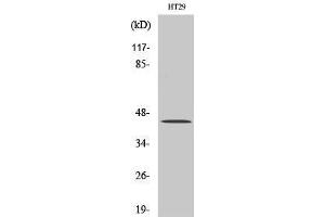 Western Blot (WB) analysis of HT29 cells using TGFbeta1 Polyclonal Antibody. (TGFB1 Antikörper  (C-Term))