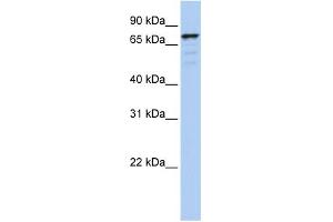 WB Suggested Anti-GOLGA5 Antibody Titration:  0. (GOLGA5 Antikörper  (N-Term))