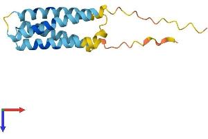 CKLF Protein (AA 1-152) (His tag)